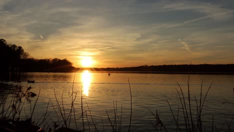 Amazing-golden-sunset-over-a-peaceful-lake-reflecting-shimmering-sunlight-as-ducks-and-geese-swim-slowly-through-the-scene