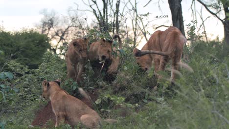 lion cubs play among the vegetation in a game reserve