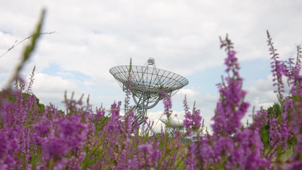 radio telescopio en un campo de flores púrpuras