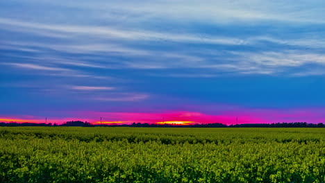 Tiro-De-Lapso-De-Tiempo-Del-Campo-De-Colza-Amarillo-Con-Puesta-De-Sol-De-Color-Púrpura-En-El-Cielo-En-Segundo-Plano