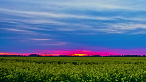 tiro de lapso de tiempo del campo de colza amarillo con puesta de sol de color púrpura en el cielo en segundo plano