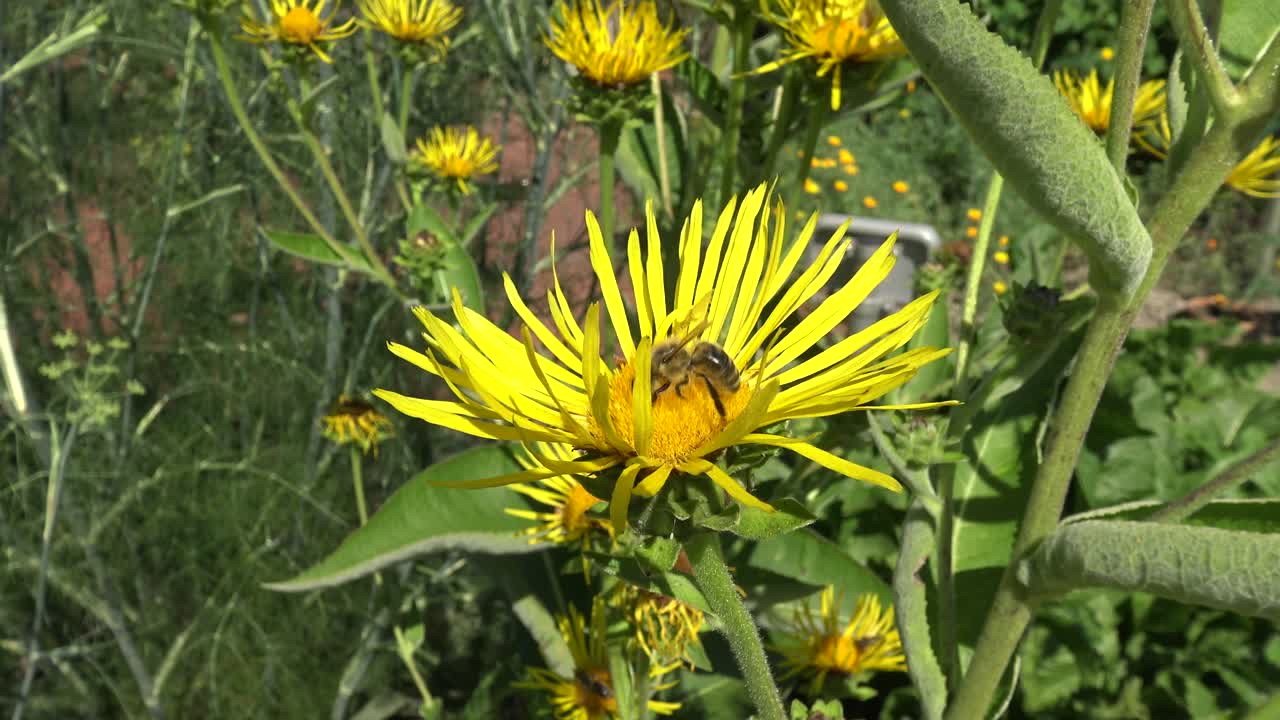 Un bombo su un grande fiore giallo viene sostituito da un'ape da miele