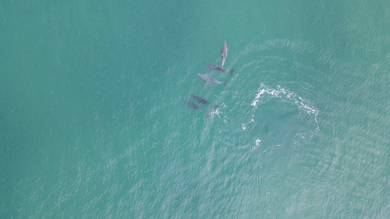 vista alta de drones mirando hacia abajo a una juguetona manada de delfines mientras nadan en las claras aguas tropicales.