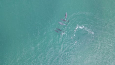 Alta-Vista-De-Drones-Mirando-Hacia-Abajo-En-Una-Juguetona-Manada-De-Delfines-Mientras-Nadan-A-Través-Del-Agua-Tropical-Clara