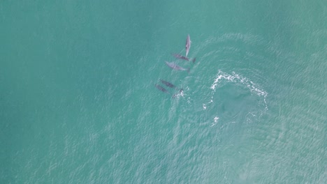 vista alta de drones mirando hacia abajo a una juguetona manada de delfines mientras nadan en las claras aguas tropicales.