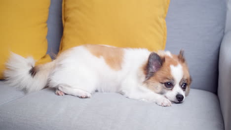 chihuahua dog lying on the couch