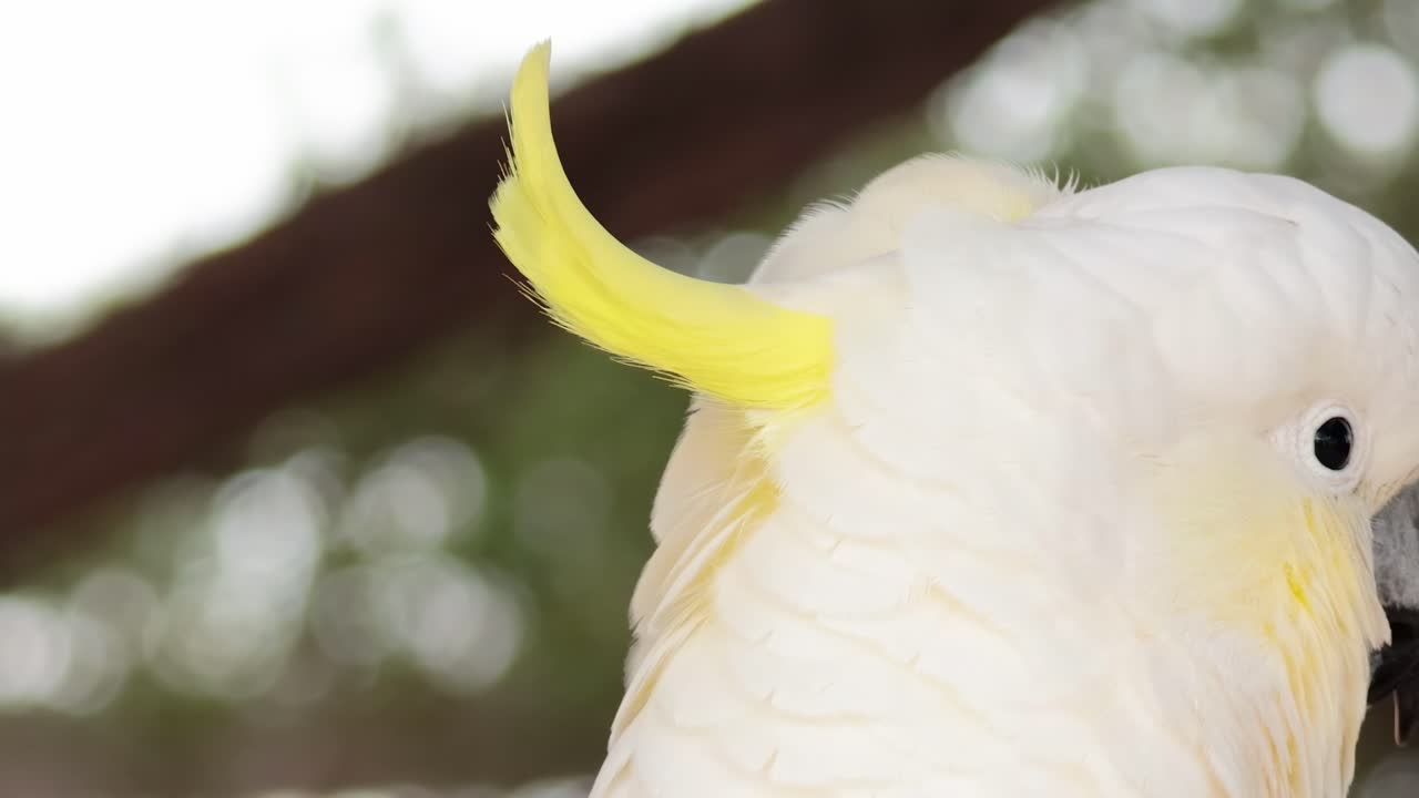 Detailed view of a cockatoo's yellow crest and eye against a blurred natural background.