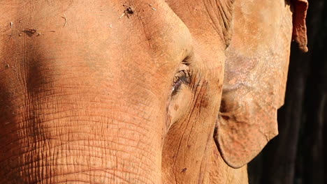 incredible close up of the face of an elephant