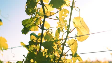 closeup zooming out shot of a vine in a vineyard during the day in waipara, new zealand