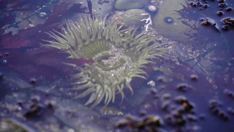 cerca del ecosistema de las piscinas de marea oceánica con anémona y cangrejo