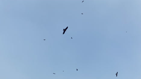 Low-angle-shot-Vultures-silhouette-hovering-on-blue-sky,-scavenges-on-carrion-Concept