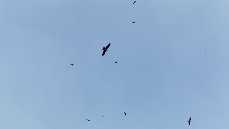 silueta de buitres de tiro de ángulo bajo flotando en el cielo azul, carroñeros en el concepto de carroña