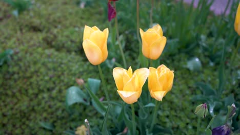 yellow tulips tulip time michigan holland dutch culture flower flowers 4k