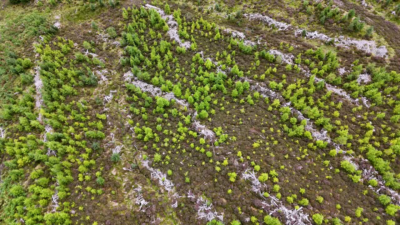 Drone glides above young Sitka spruce rows on Scottish hillside, showcasing reforestation and regrowth
