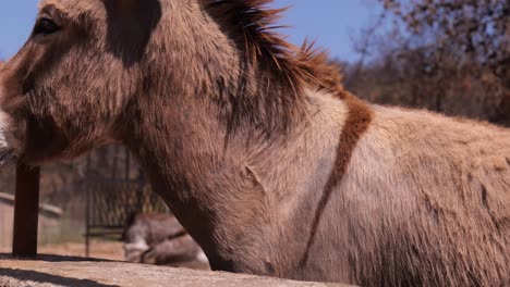 retrato de burro en un recinto en el campo