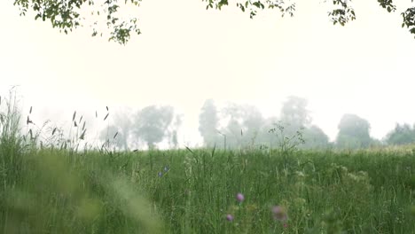 Fliegende-Vögel-In-Der-Magisch-Nebligen,-Stimmungsvollen-Landschaft