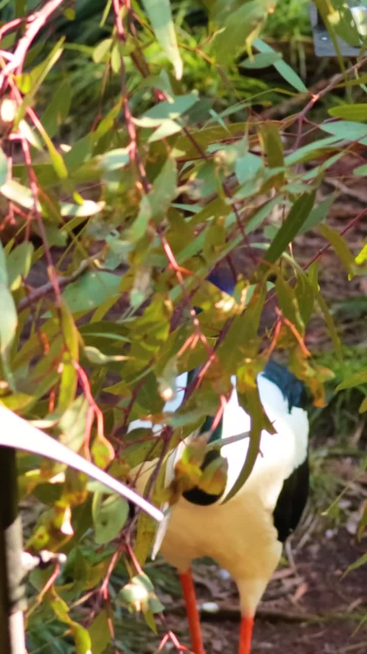 동물원 에서 서식지 를 탐사 하는 호랑이