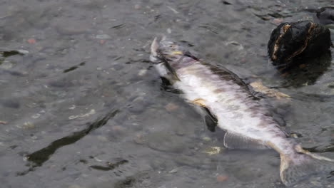 decaying salmon floats dead in shallow river water after spawning