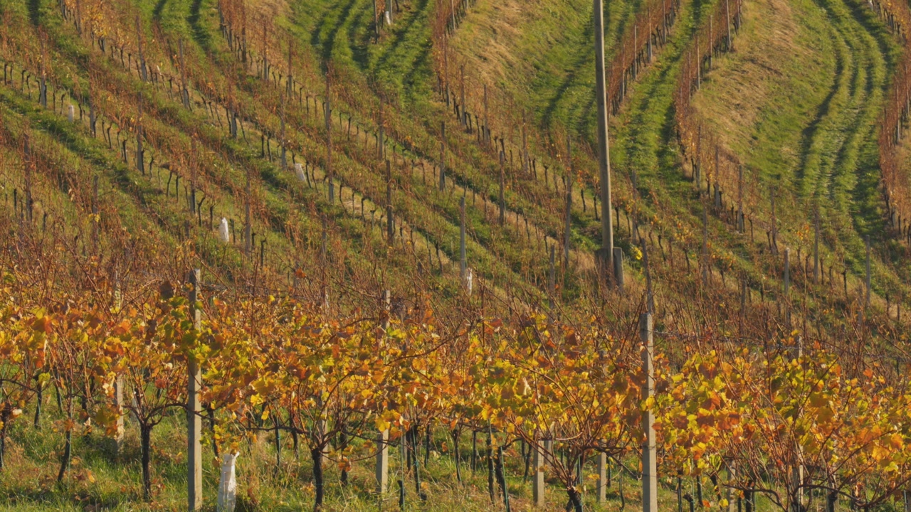 Close view of vineyard rows forming patterns on hillside in Slovenia during autumn