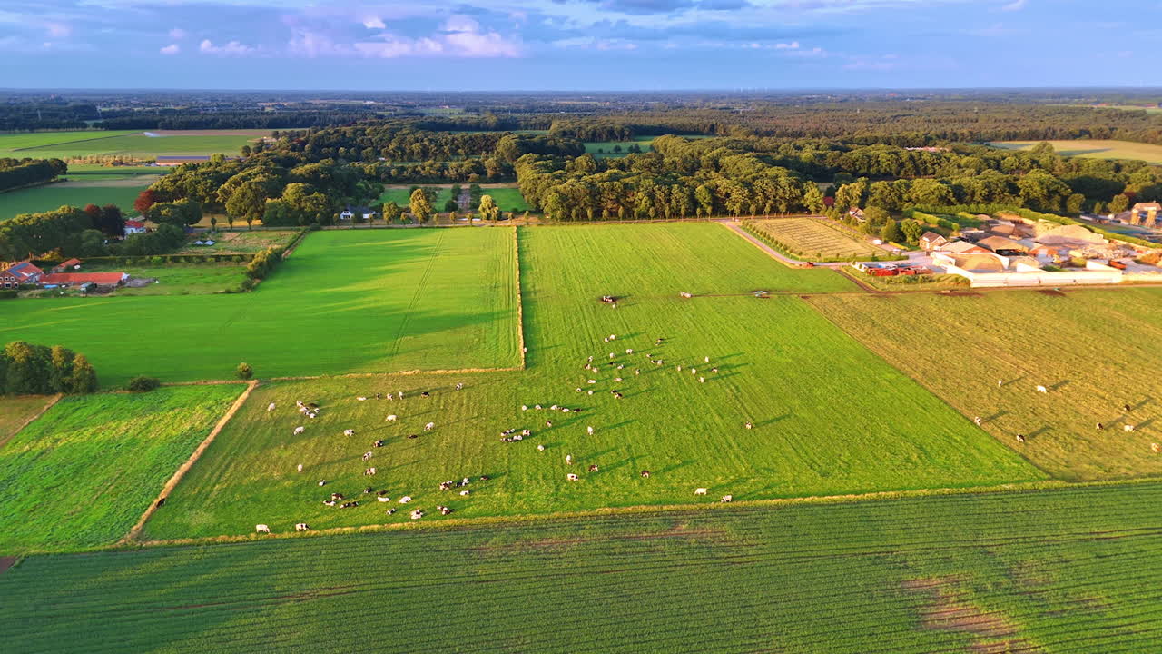Dutch farmland with cows grazing in green fields aerial view. Aerial drone photo of Dutch farmland with cows grazing on wide green pastures surrounded by forests