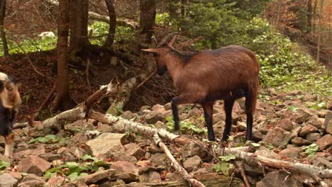 Brown-mountain-goat-standing-up-and-looking-at-camera-in-carpathian-mountains