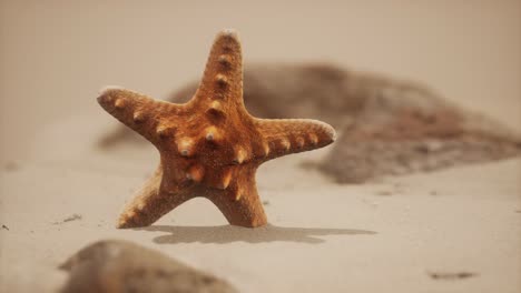 Estrella-De-Mar-Roja-En-La-Playa-Del-Océano-Con-Arena-Dorada