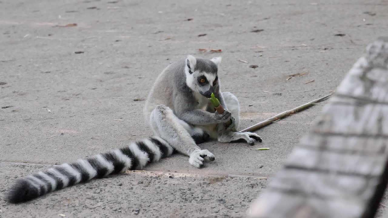 Um lêmure-de-cauda-anelada senta-se em um caminho de concreto comendo bambu sob luz natural suave.