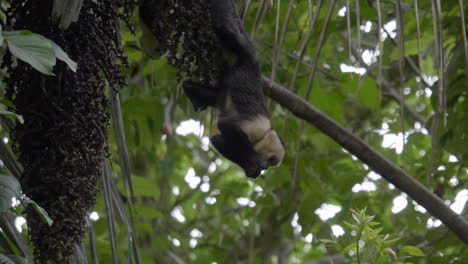 Cute-Capuchin-monkey-hanging-from-a-tree-eating-fruit-in-Manuel-Antonio,-Costa-Rica