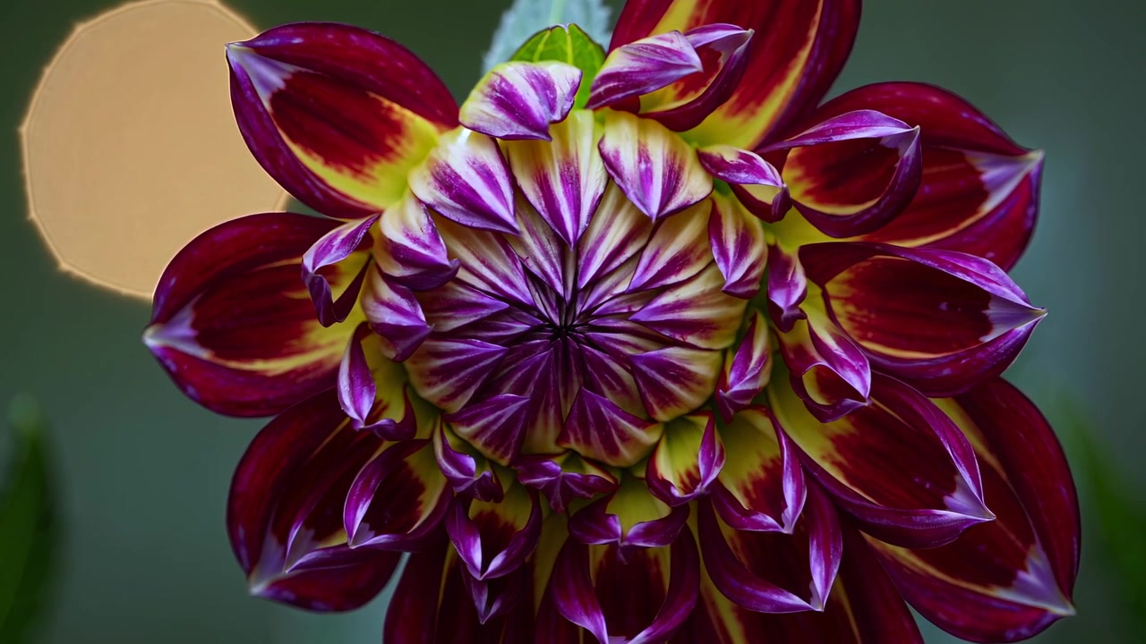 Time Lapse of a Vibrant Dahlia Flower Blooming