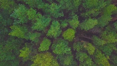 在霧<unk>的秋天,北歐森林有厚霧,波羅的海海岸,廣<unk>上升的無人機拍攝