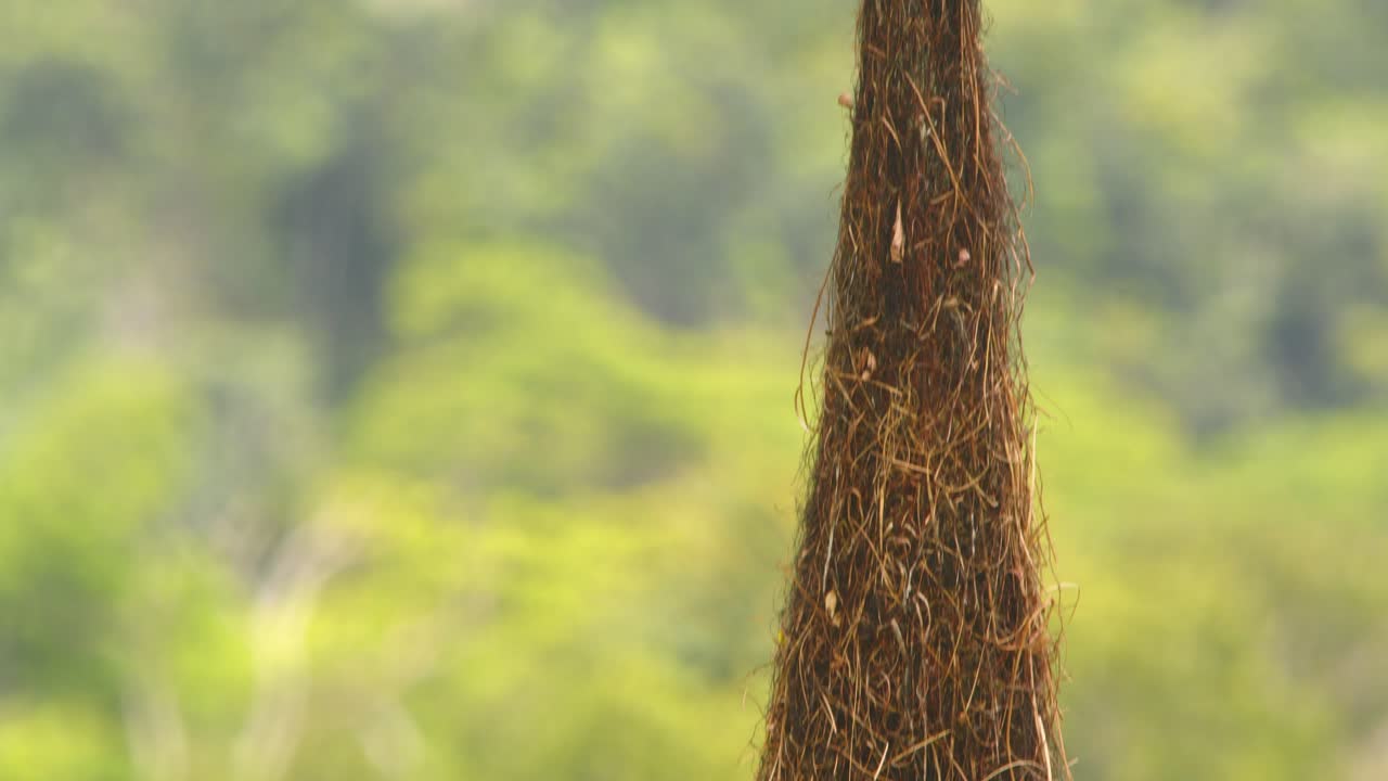 Tilt down shot showing Solitary woven nest of a Crested Oropendola hangs quietly in Peru’s lush Amazon treetops.