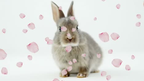 animation of pink flower petals floating over cute easter bunny on white background