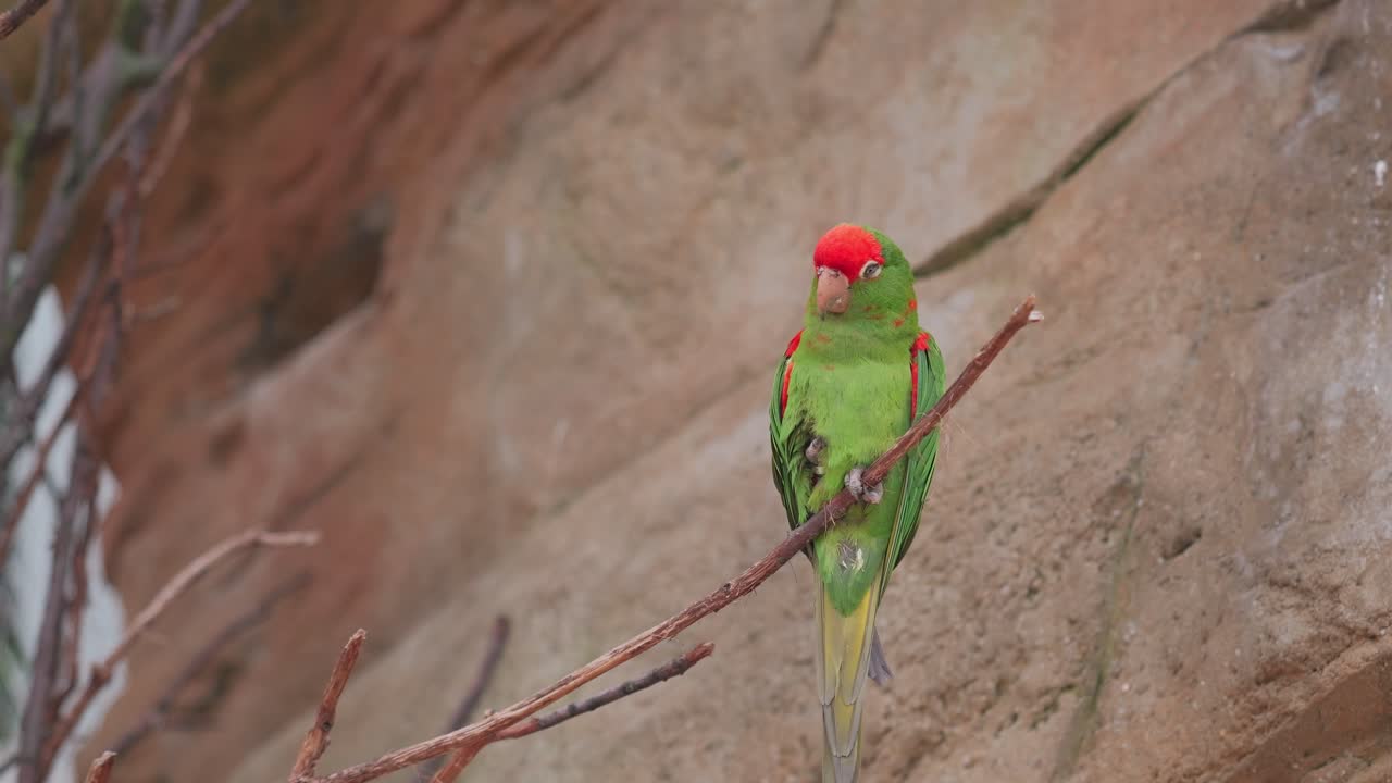 Colorful Parrot Perched on a Branch – Peaceful Wildlife Moment
