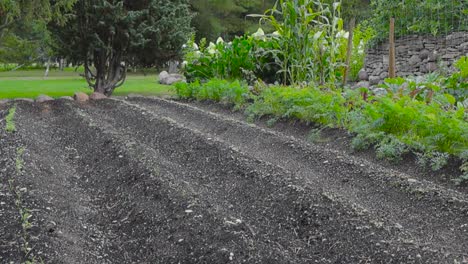 ridges and grooves in dirt or soil in a small farm area or a garden during summer time