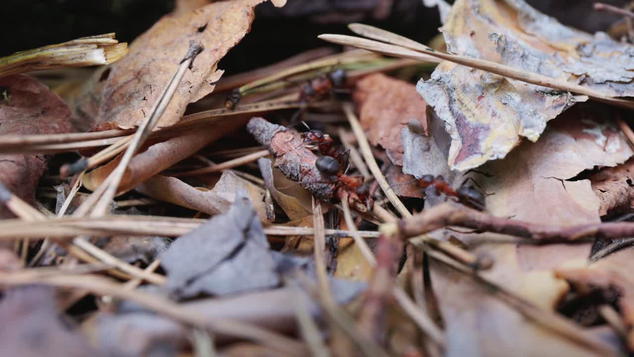 Ants on the Forest Floor