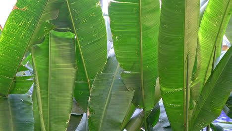 banana tree leaves with wind