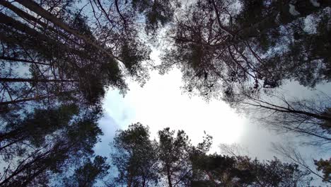 Pine-Trees-Blowing-in-the-Wind-With-Blue-Sky-Background,-Bottom-View