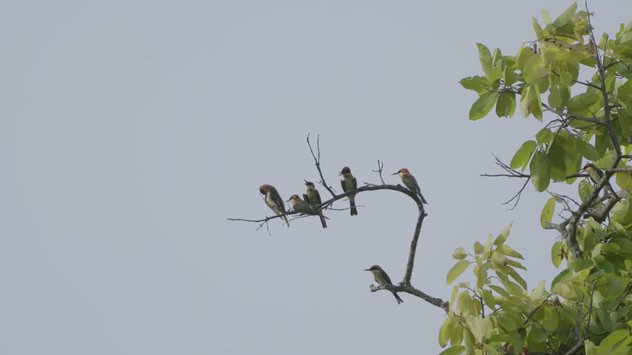 una bandada de pájaros sentados en la cima del árbol