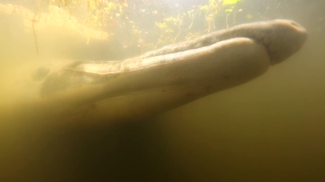 악어 gar 2018의 수중 촬영을 닫습니다.