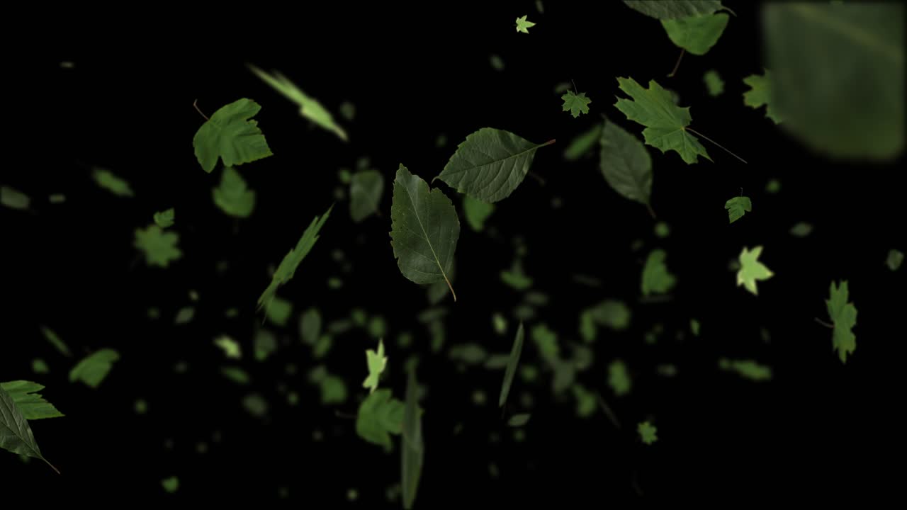 A dynamic flurry of green spring or summer leaves swirls and falls towards camera on black background. For seasonal transitions, intros, or backgrounds