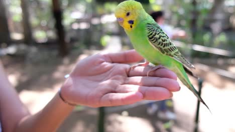 budgie lands on my hand and dances around