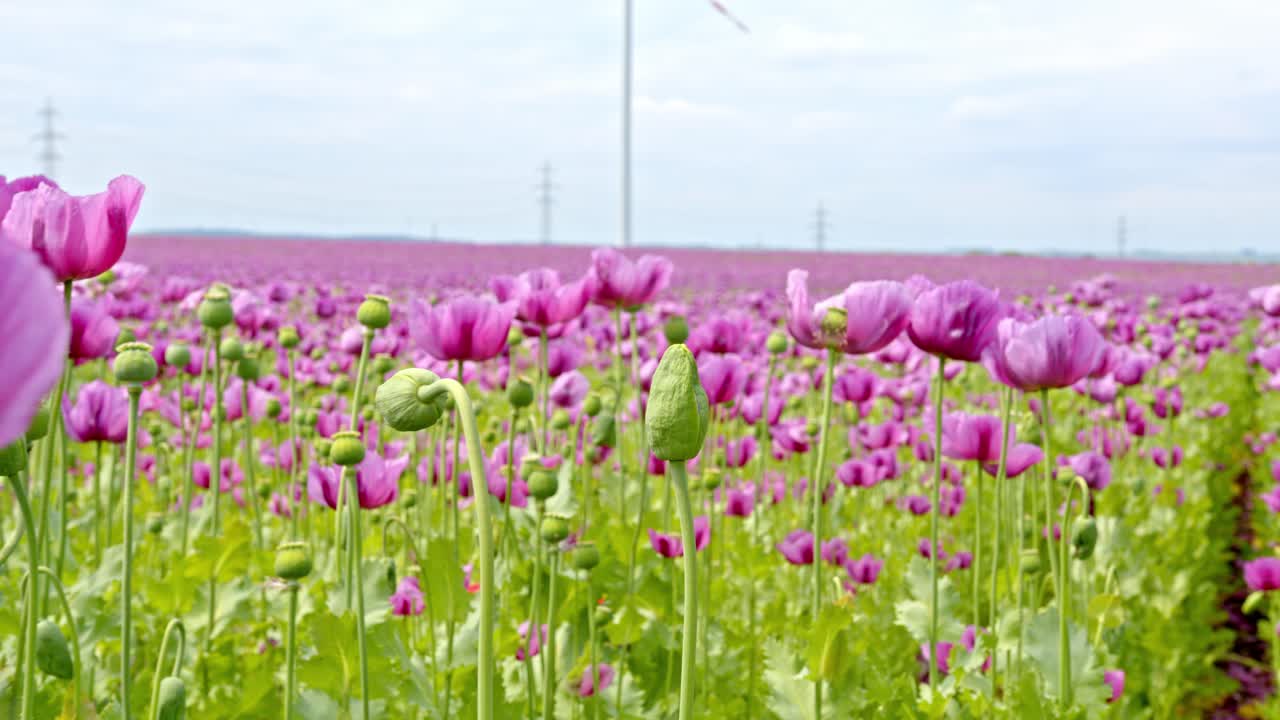 봄에는 보라색 꽃잎을 가진 양귀비 꽃밭