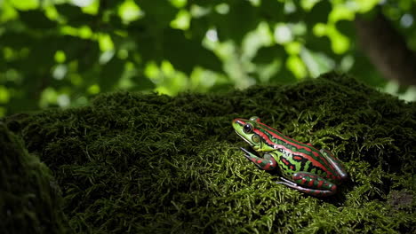 colorful frog on mossy log