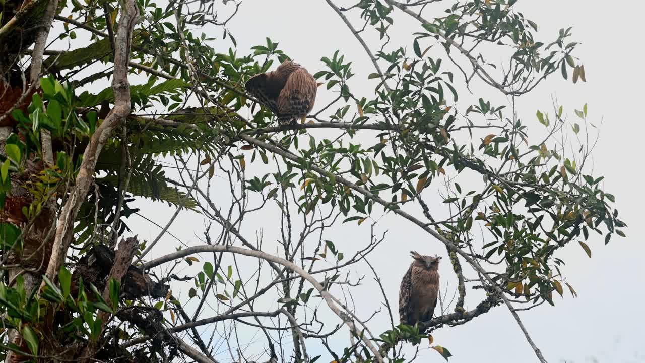 un polluelo visto en la parte superior acicalándose su ala izquierda y la lechuza madre mira hacia abajo durante una tarde ventosa, lechuza de pez buffy ketupa ketupu, parque nacional de khao yai, tailandia