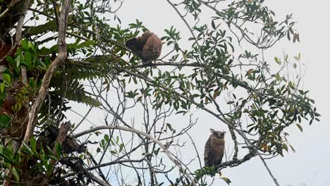 A-fledgling-seen-on-top-preening-its-left-wing-and-the-mother-Owl-looks-down-during-a-windy-afternoon,-Buffy-Fish-Owl-Ketupa-ketupu,-Khao-Yai-National-Park,-Thailand