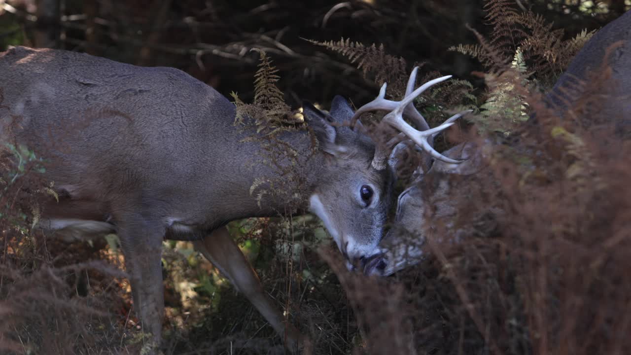 ciervos bloqueando las astas en la batalla de dominación