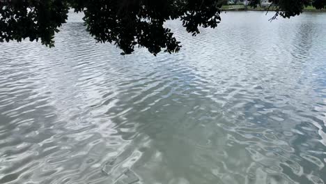 Las-Tranquilas-Aguas-De-Un-Lago-Brillan-Bajo-La-Sombra-De-Las-Ramas-De-Un-árbol