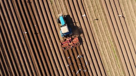 agricultural work on a tractor farmer sows grain. hungry birds are flying behind the tractor, and eat grain from the arable land.