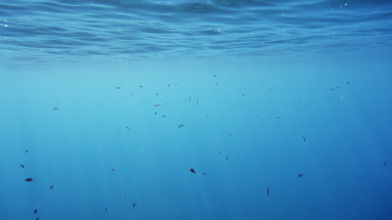 물 속 의 물고기 들 의 장면