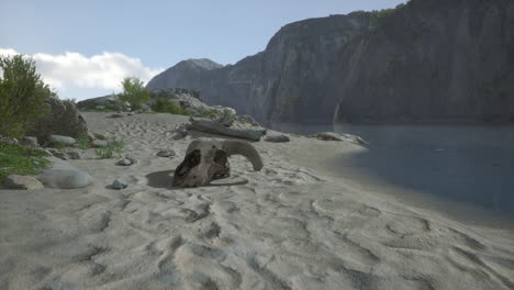 animal skull on a beach